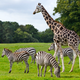 Illustration for article titled South Africans Have Accidentally Been Eating Giraffe and Kangaroo Meat